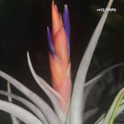 Profile Picture of Ms. Dana M.Fowler (@danamfowler) on Youtube