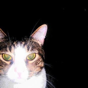 Profile Picture of Andrew Principe (@tiffanys_cat) on Myspace