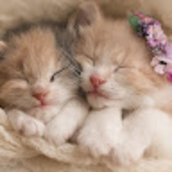 Profile Picture of Charis Carter (@chariscarter28) on Poshmark