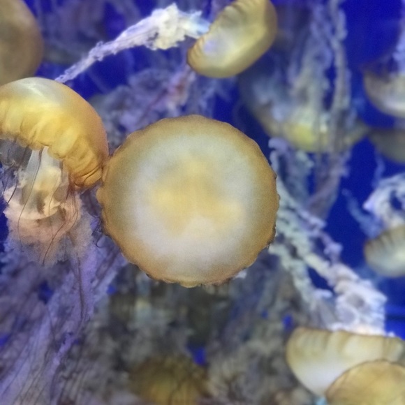 Profile Picture of Avalina Ochoa (@ochoalina17) on Poshmark