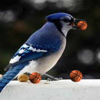 Profile Picture of Dan Timpe (@bluejayinvite) on Twitter