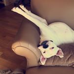 Profile Picture of Caesar White (@caesar_white) on Instagram