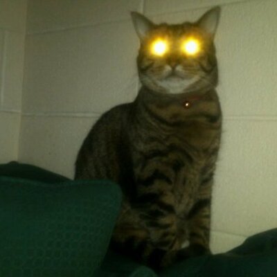 Profile Picture of Milo Jenkins (@RalphMeowcchio) on Twitter