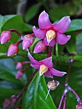 Profile Picture of List of Ardisia specieson Wikipedia