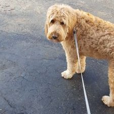 Profile Picture of Pat Denman (@Patimus33) on Twitter