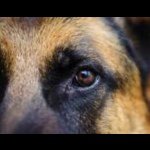 Profile Picture of Aaron 🇪🇸is The Best Team (@aaron_tiger19) on Instagram