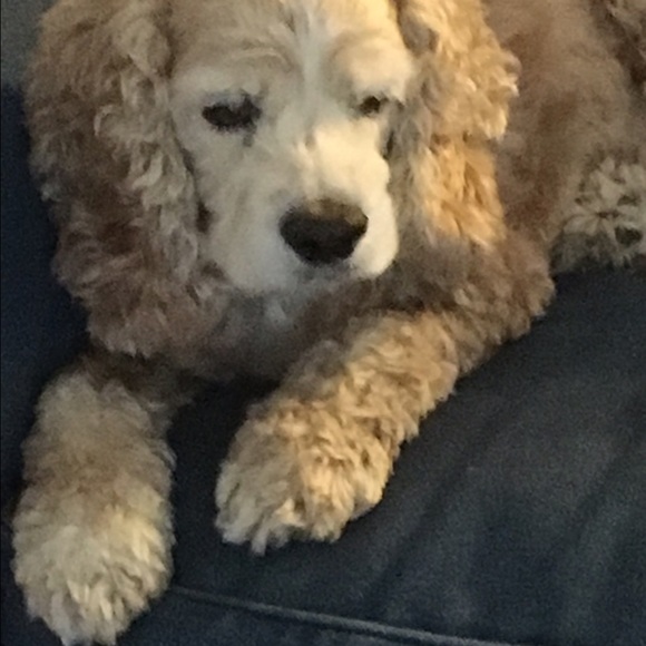 Profile Picture of Harriett Blakeslee (@hblakesl) on Poshmark