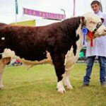 George Bulmer - Instagram Profile Picture of George Bulmer (@bulmergeorge) on Instagram