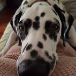 Profile Picture of Lucy Patton (@lucycavall) on Instagram