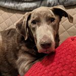 Murphy - Instagram Profile Picture of Murphy (@murphybeardino) on Instagram