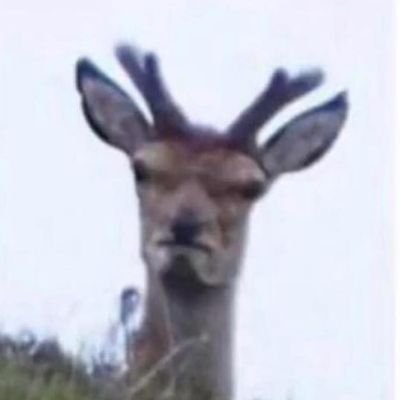Profile Picture of Streeter (@MaxLPMarkus) on Twitter