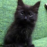 Profile Picture of ANDY ARANA (@ANDYARANA8) on Twitter