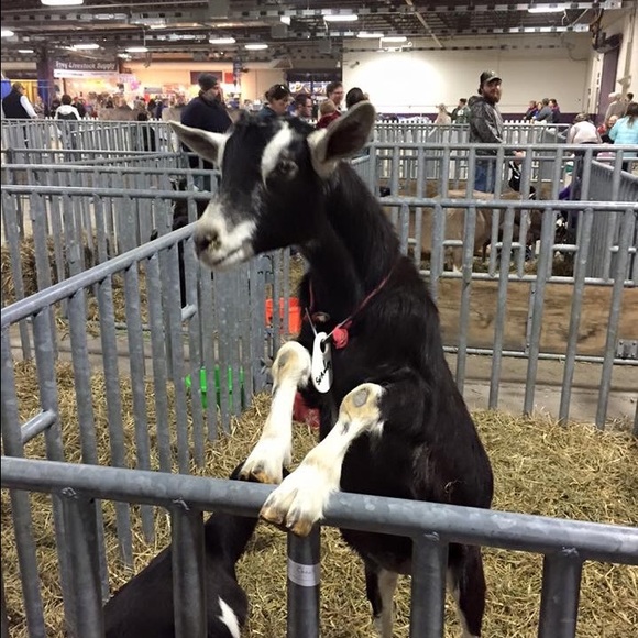 Profile Picture of Maddie Consugar (@mad_diecon) on Poshmark