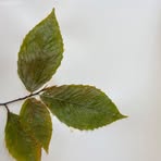 Profile Picture of Tyler Chalmers (@tyler.chalmers.7712) on Facebook