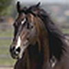 Profile Picture of idcowboyusa (@idcowboyusa) on Flickr
