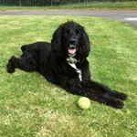 Profile Picture of Alfie🐶 (@alfred_sprocker_holland) on Instagram