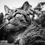 Profile Picture of Peter Sarnowski (@pastapete21) on Instagram