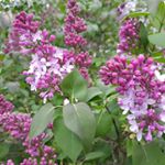 Profile Picture of Jennifer Carrier (@cottage_hill_garden) on Instagram