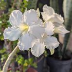 Profile Picture of Clery Foster (@Clery-Foster) on Facebook