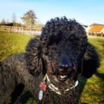 Profile Picture of Doris - THE BLACK KING POODLE👑 (@doris_the_king_poodle) on Instagram