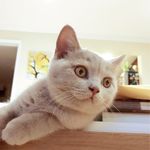 Profile Picture of Darcy King | British Shorthair (@darcyking629) on Instagram