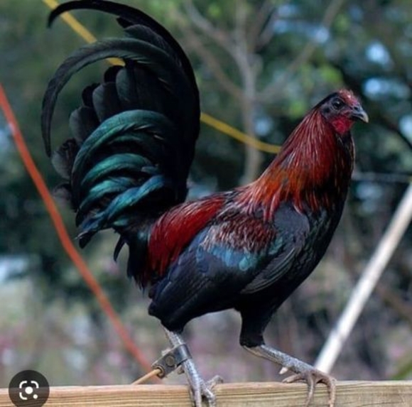 Profile Picture of Alex Zambrano (@alexzambrano673) on Poshmark