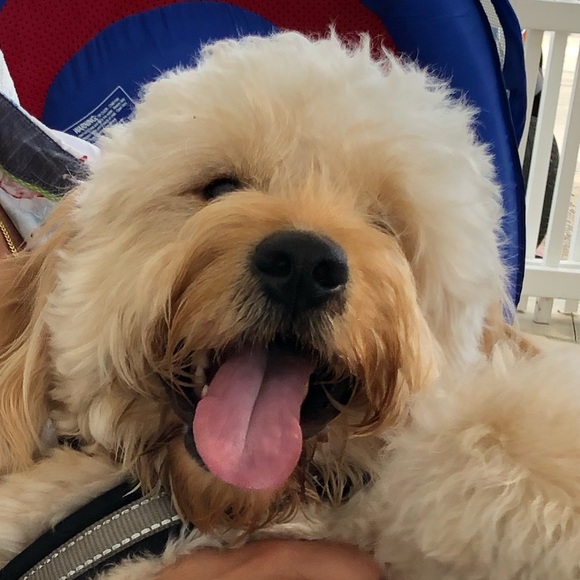 Profile Picture of Ariel Sosa (@asosa2) on Poshmark