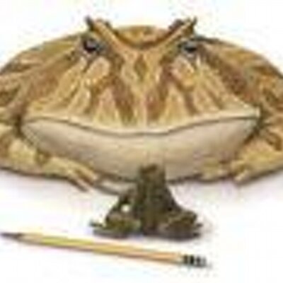 Profile Picture of Andrew Pushkin (@bigfrogg) on Twitter