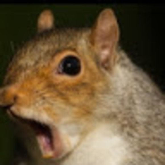 Greysquirrel707 Squirrel - Poshmark Profile Picture of Greysquirrel707 Squirrel (@rymccombe) on Poshmark