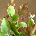 Profile Picture of Cindy McDaniel (@805succulents) on Instagram