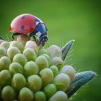 Profile Picture of Elow Paul Eshena (@elow.eshena) on Facebook