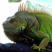 Profile Picture of Lucas Rich (@LucasRich-hs6hc) on Youtube