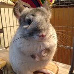 Profile Picture of Anni Zhang (@hamstertutu) on Instagram