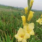 Profile Picture of Amie Sta (@amie.sta.1) on Facebook