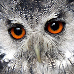 Profile Picture of Mike Barry (@dgmpldet42) on Flickr