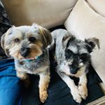 Profile Picture of Alexa Siddons (@alexa.chloe.siddons) on Instagram