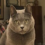 Profile Picture of Elizabeth Phelan (@grandma.lizzie38) on Instagram