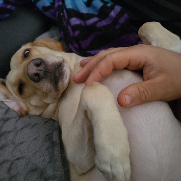 Profile Picture of Zachary Ross (@warriorwolf) on Poshmark