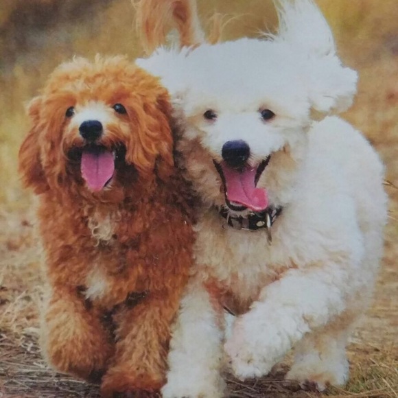 Profile Picture of Alicia Zamora (@azamora01) on Poshmark