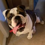 Harvey Lee - Instagram Profile Picture of Harvey Lee (@heftyharvey) on Instagram