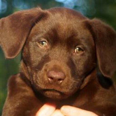 Profile Picture of George Wilkerson (@@GeorgeGenereux) on Twitter