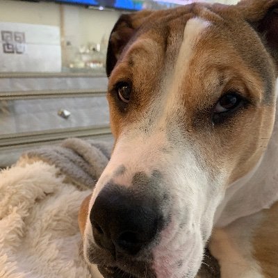 Profile Picture of Lynne Shapiro (@LynneShapiro3) on Twitter