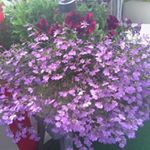 Profile Picture of Christopher sharpsten (@christophersharpsten386) on Instagram