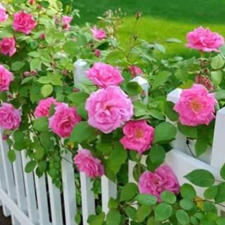 Profile Picture of Cathy Truong (@Cathy-Truong) on Facebook