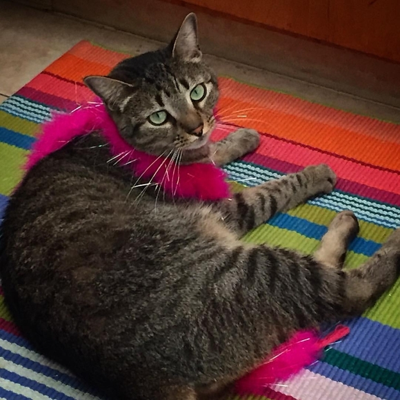 Profile Picture of Judith Burlage (@caron35) on Poshmark