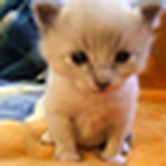 Profile Picture of Luis-wicho (@luis-wicho) on Flickr