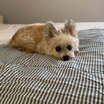 Profile Picture of Timmy Duncan (@timmyyorkiecross) on Instagram