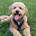 Profile Picture of Peyton Doodle Dennis (@bostongoldendoodle) on Instagram