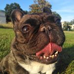 Profile Picture of Johnny (@johnny_thefrenchbulldog) on Instagram