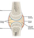 Profile Picture of Synovial joint - Wikipediaon Wikipedia